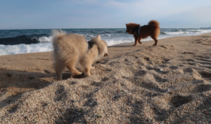 Conoce y disfruta con tu perro de las playas petfriendly españolas.