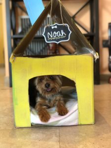 Construye casita recicable para tu perro - Pets Family